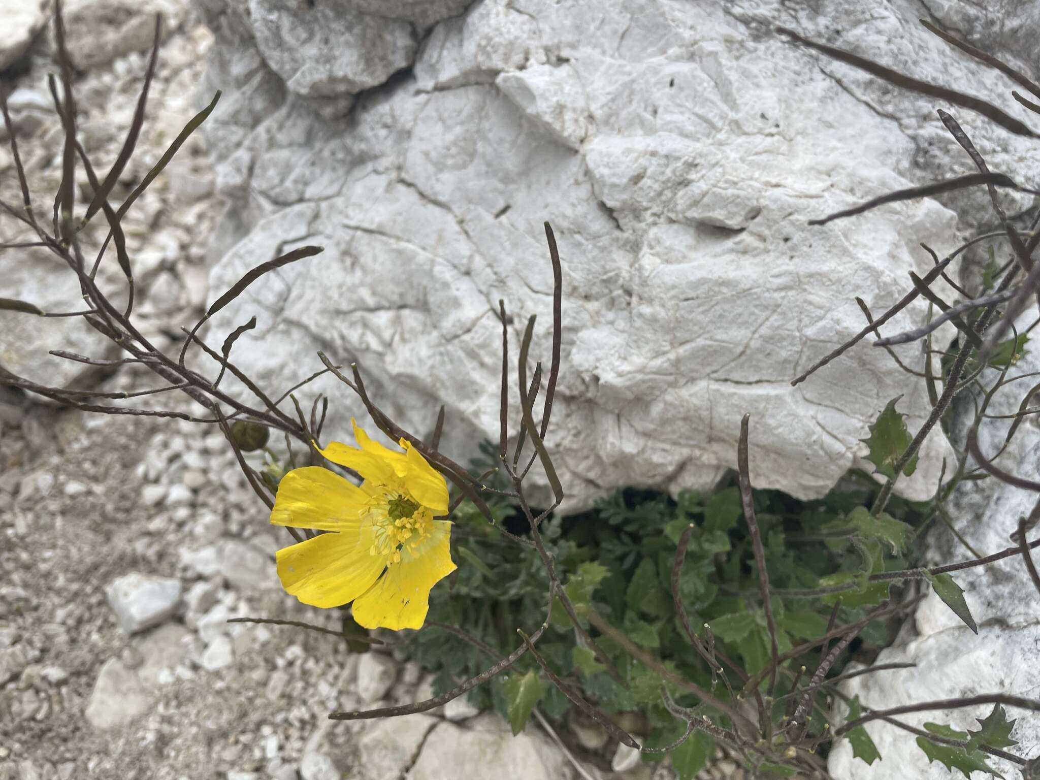 Sivun Papaver aurantiacum Loisel. kuva