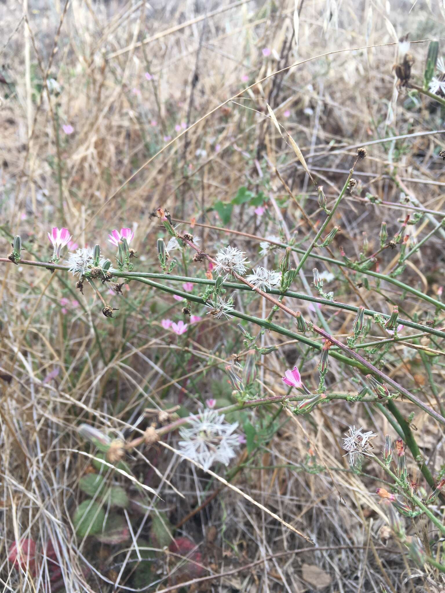 صورة Stephanomeria virgata subsp. virgata