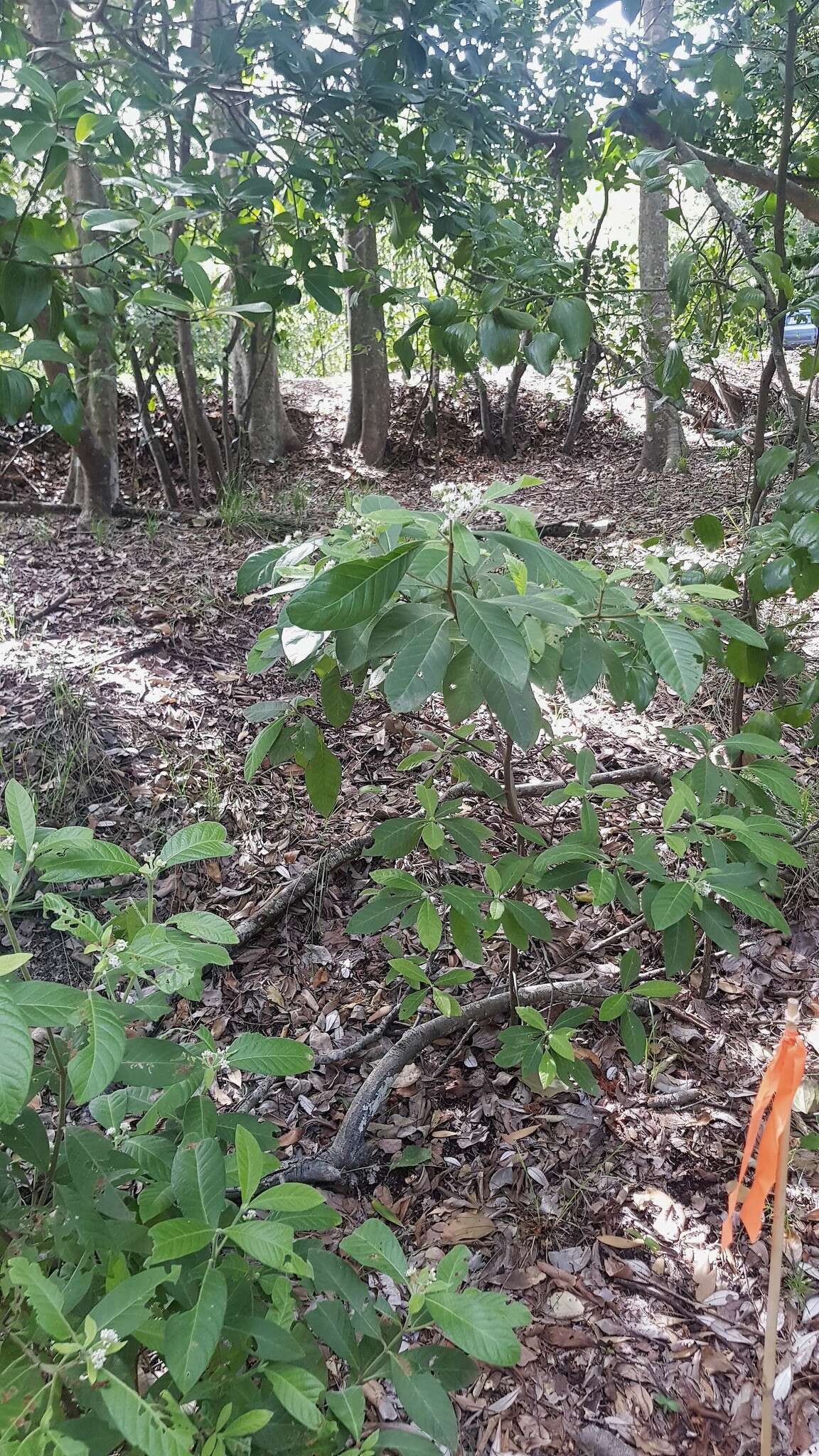 Image of Hairy Psychotria