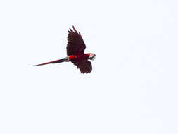 Image of Red-and-green Macaw