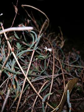 Image of Stylidium repens R. Br.