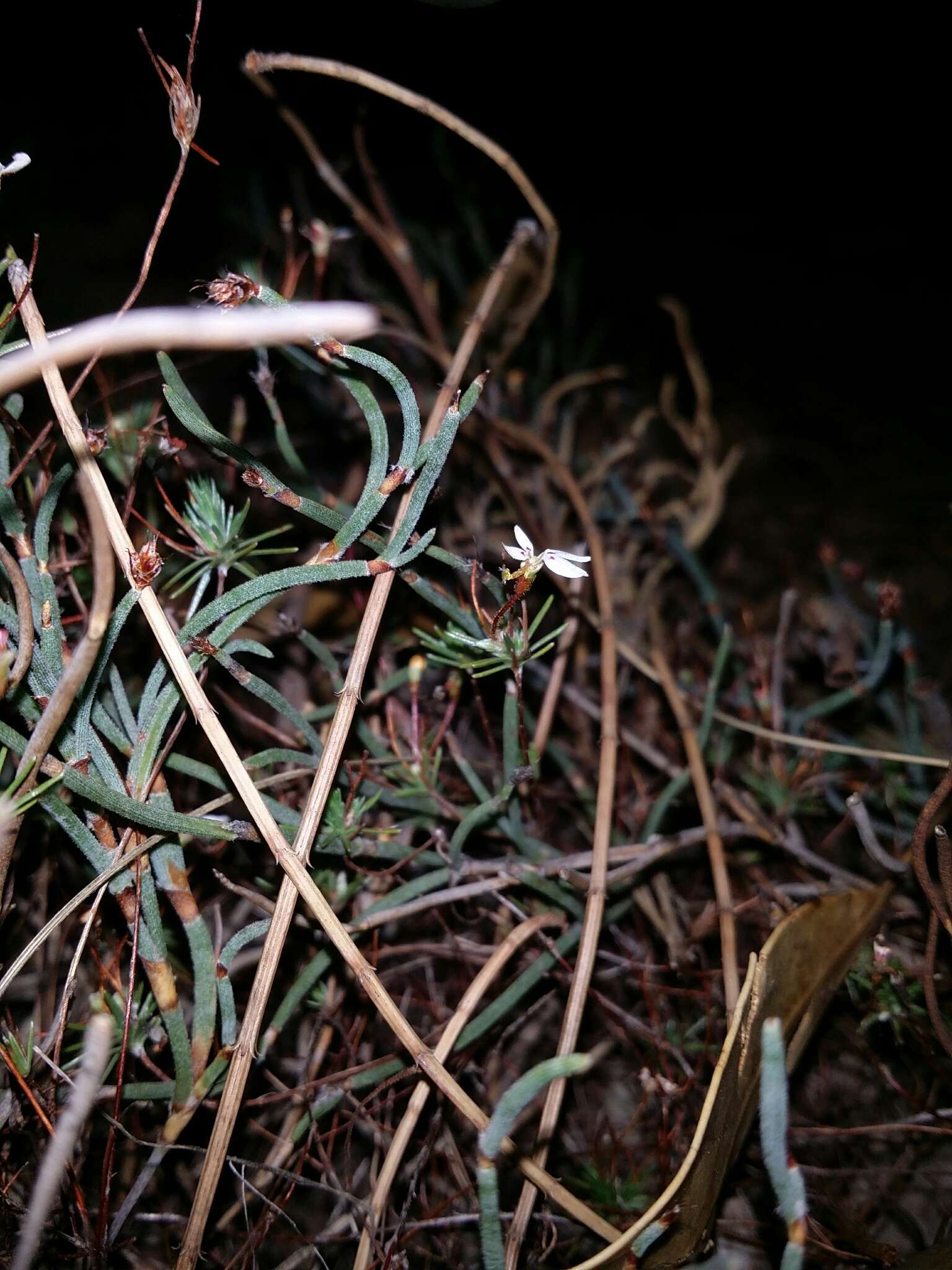 Image de Stylidium repens R. Br.