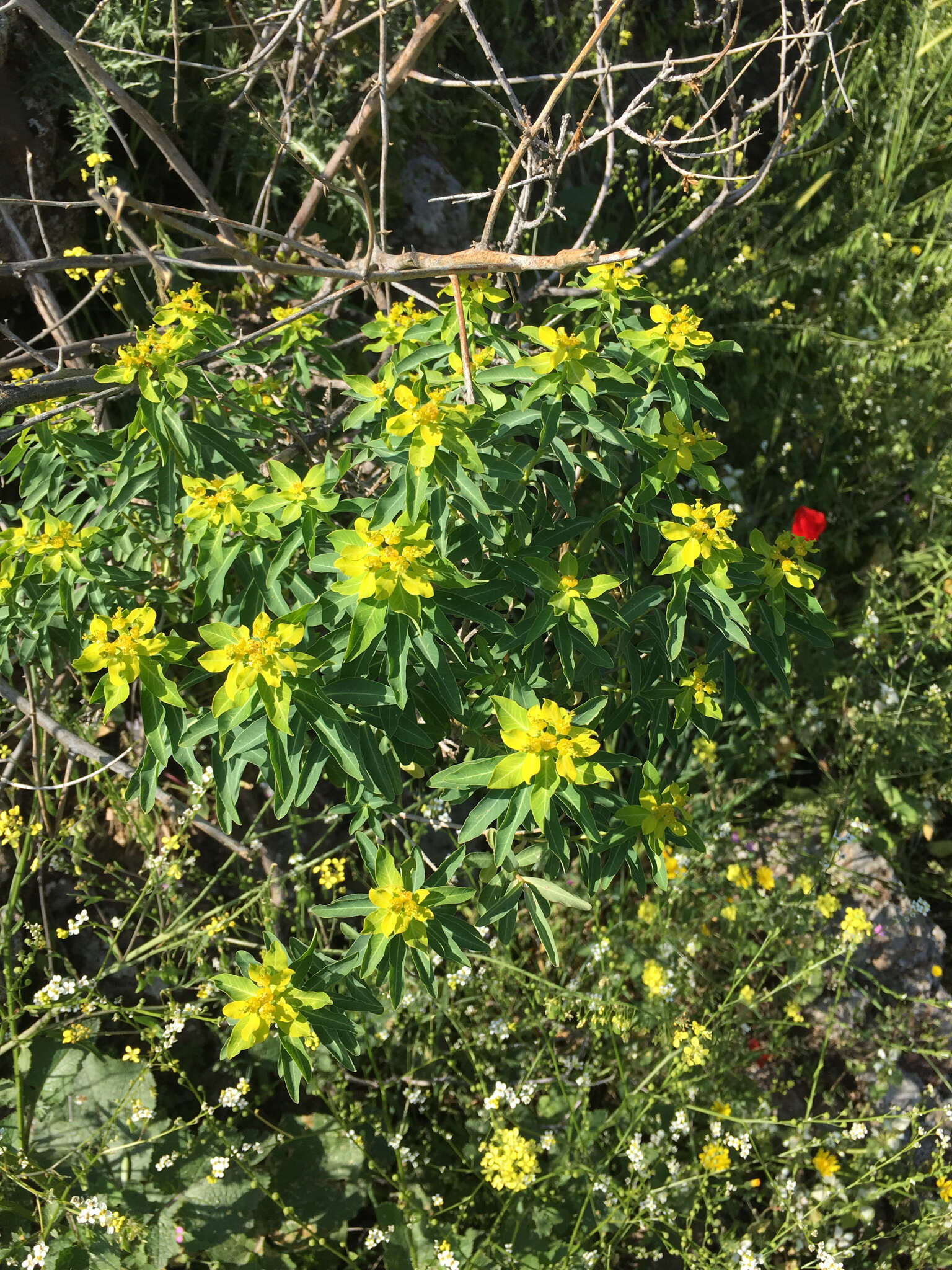 Image of Euphorbia hierosolymitana Boiss.