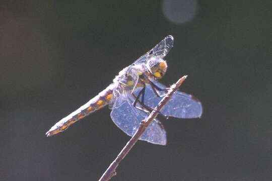 Image of Hoary Skimmer