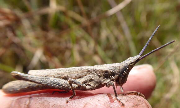 صورة Pyrgomorpha (Phymelloides) granulata Stål 1875