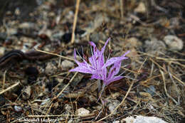 Imagem de Colchicum variegatum L.