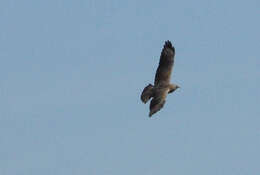 Image of Swainson's Hawk