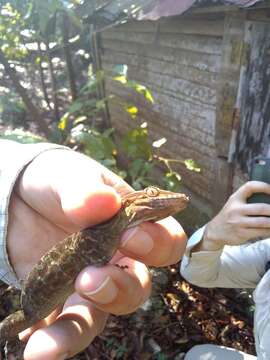 Image of Spotted Caribbean Gecko