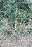 Imagem de Digitalis ferruginea L.