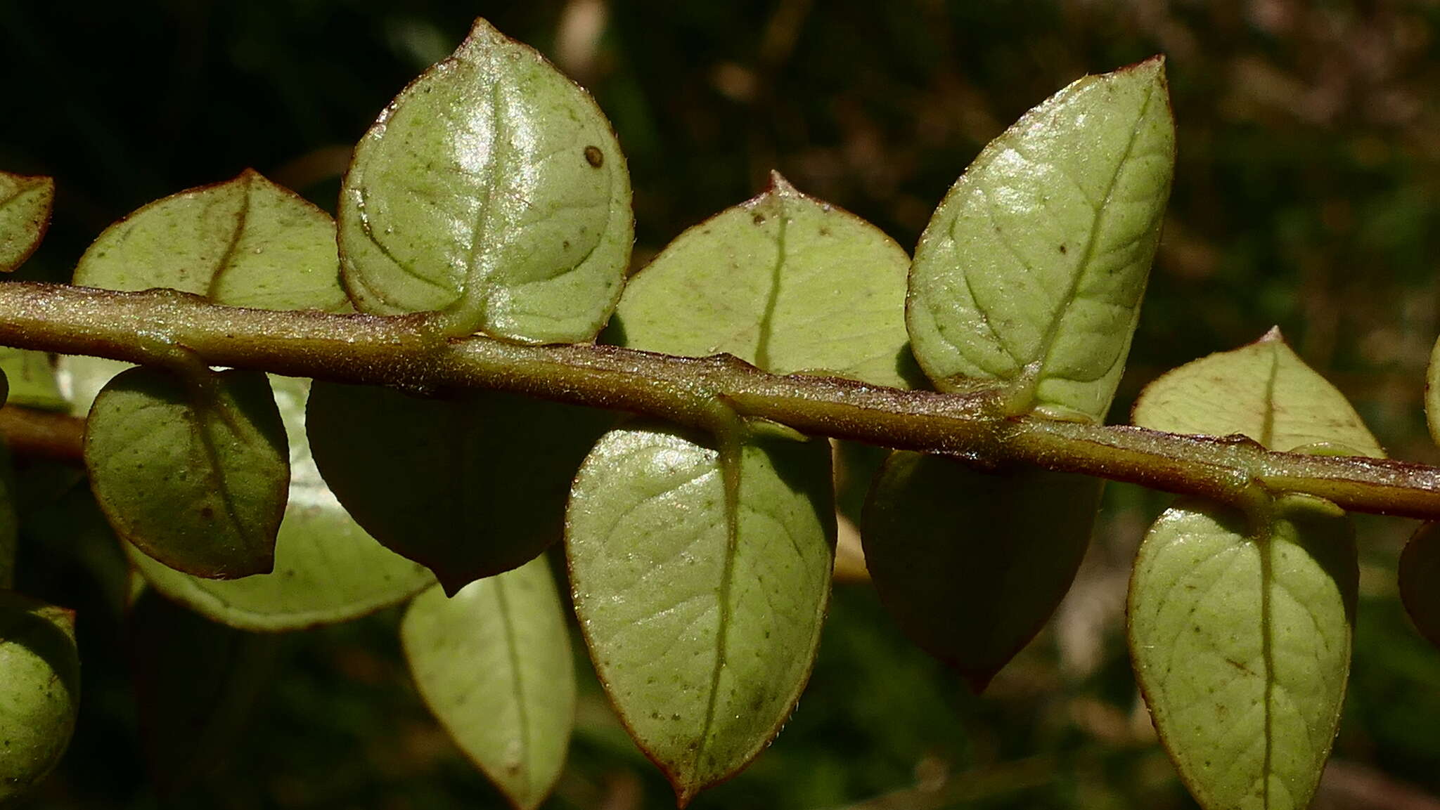 Image de Metrosideros diffusa (Forst. fil.) Smith