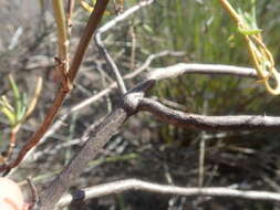 Image of Lampranthus dulcis (L. Bol.) L. Bol.