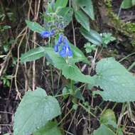 Salvia scutellarioides Kunth resmi