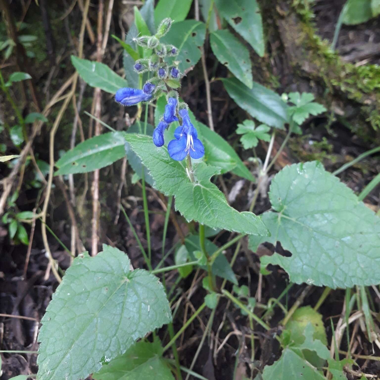 Sivun Salvia scutellarioides Kunth kuva