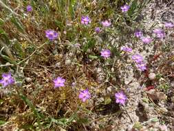 صورة Spergularia purpurea (Pers.) G. Don fil.