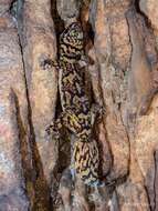 Image of Cape Rock Gecko