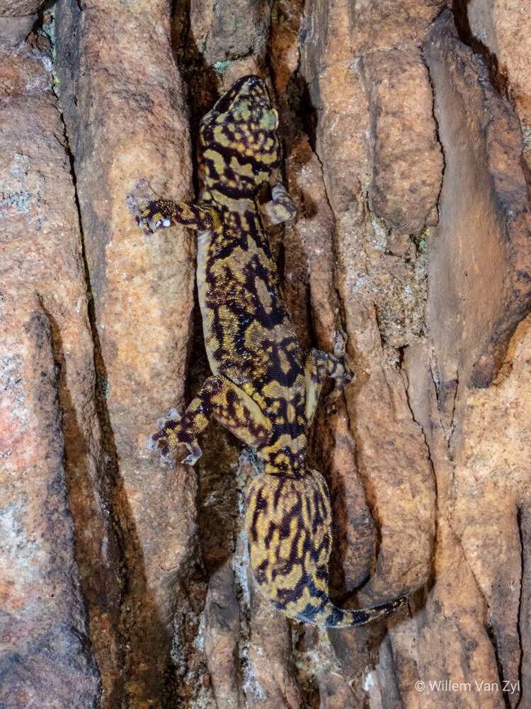 Image of Cape Rock Gecko