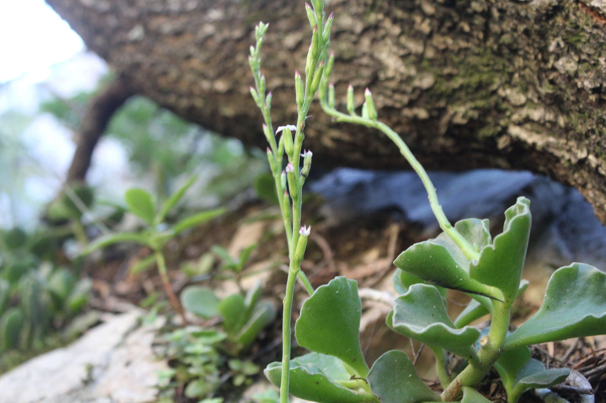 Imagem de Adromischus cristatus var. zeyheri (Harv.) Tölken