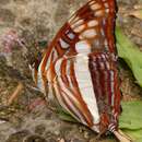 Image of Adelpha barnesia leucas