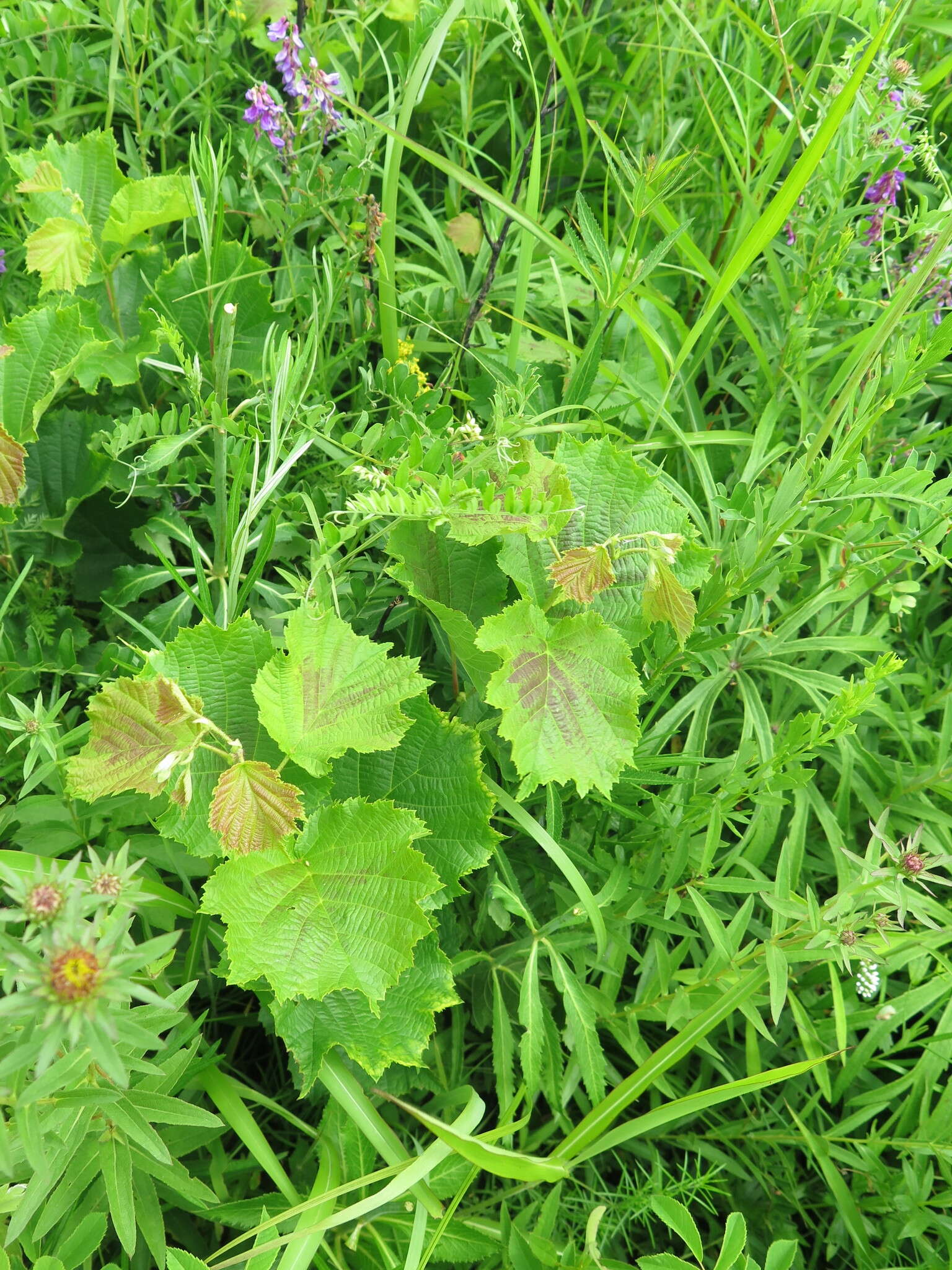 Image of Siberian hazelnut