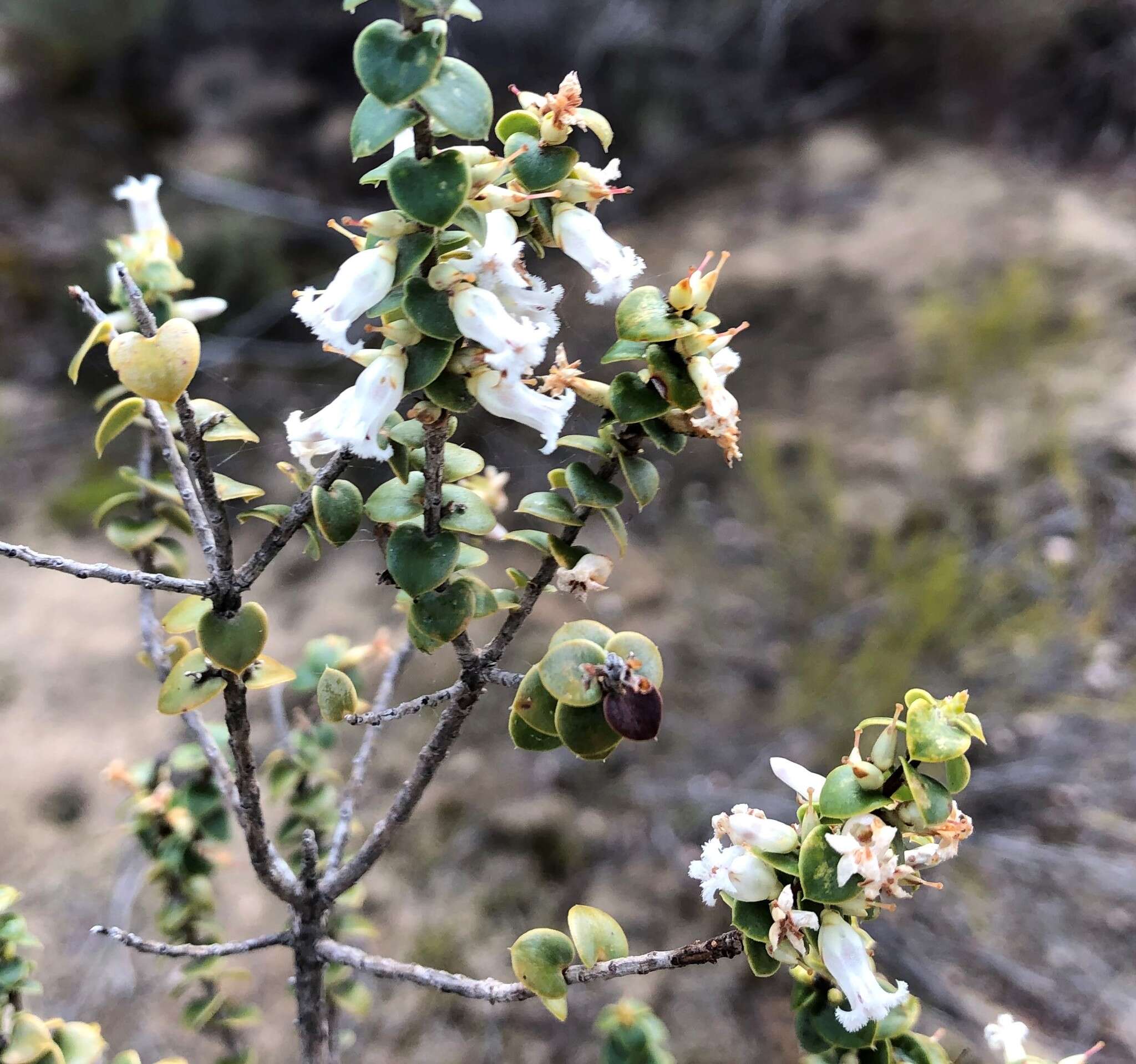 Image of Leucopogon cordifolius Lindl.