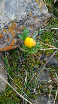 Image of Eranthis longistipitata Regel