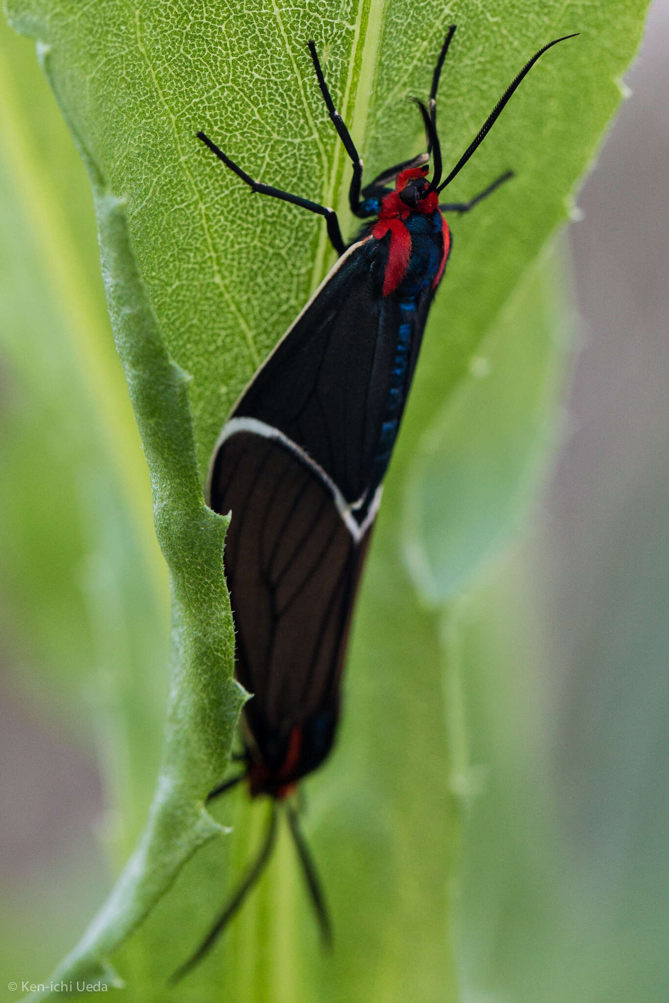 Image of Ctenucha multifaria Walker 1854