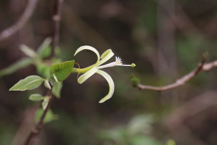 Image of Honeysuckle tree