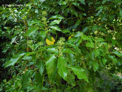 Image of English ivy