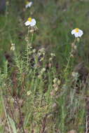 Image of Helianthemum viscarium Boiss. & Reuter