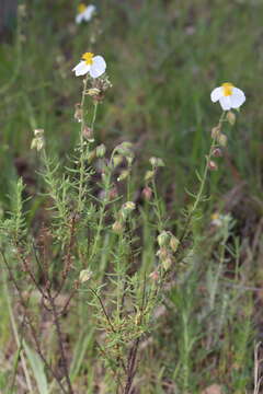 Helianthemum viscarium Boiss. & Reuter resmi