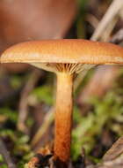 Pholiota communis (Cleland & Cheel) Grgur. 1997 resmi