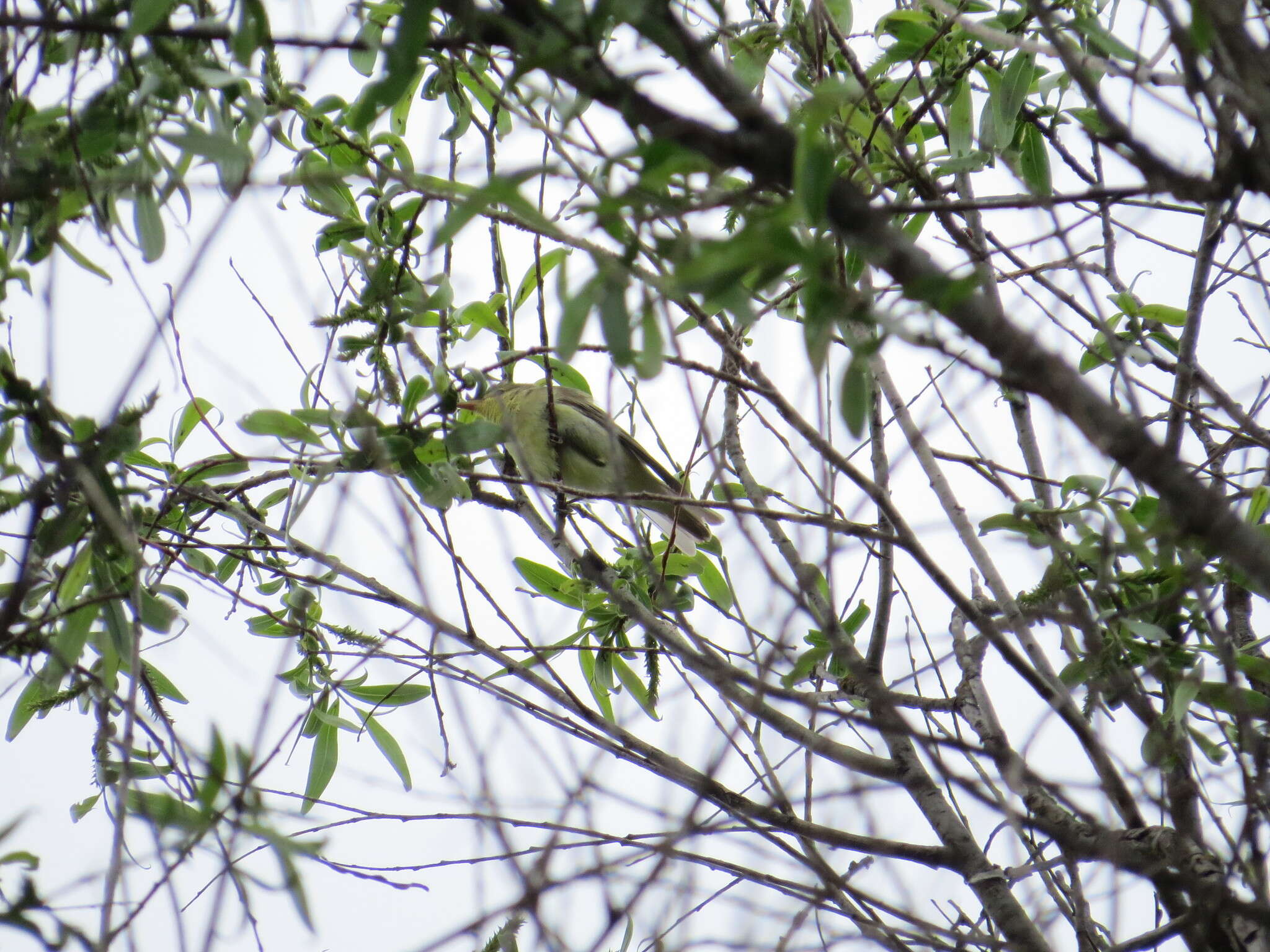 Image of Icterine Warbler