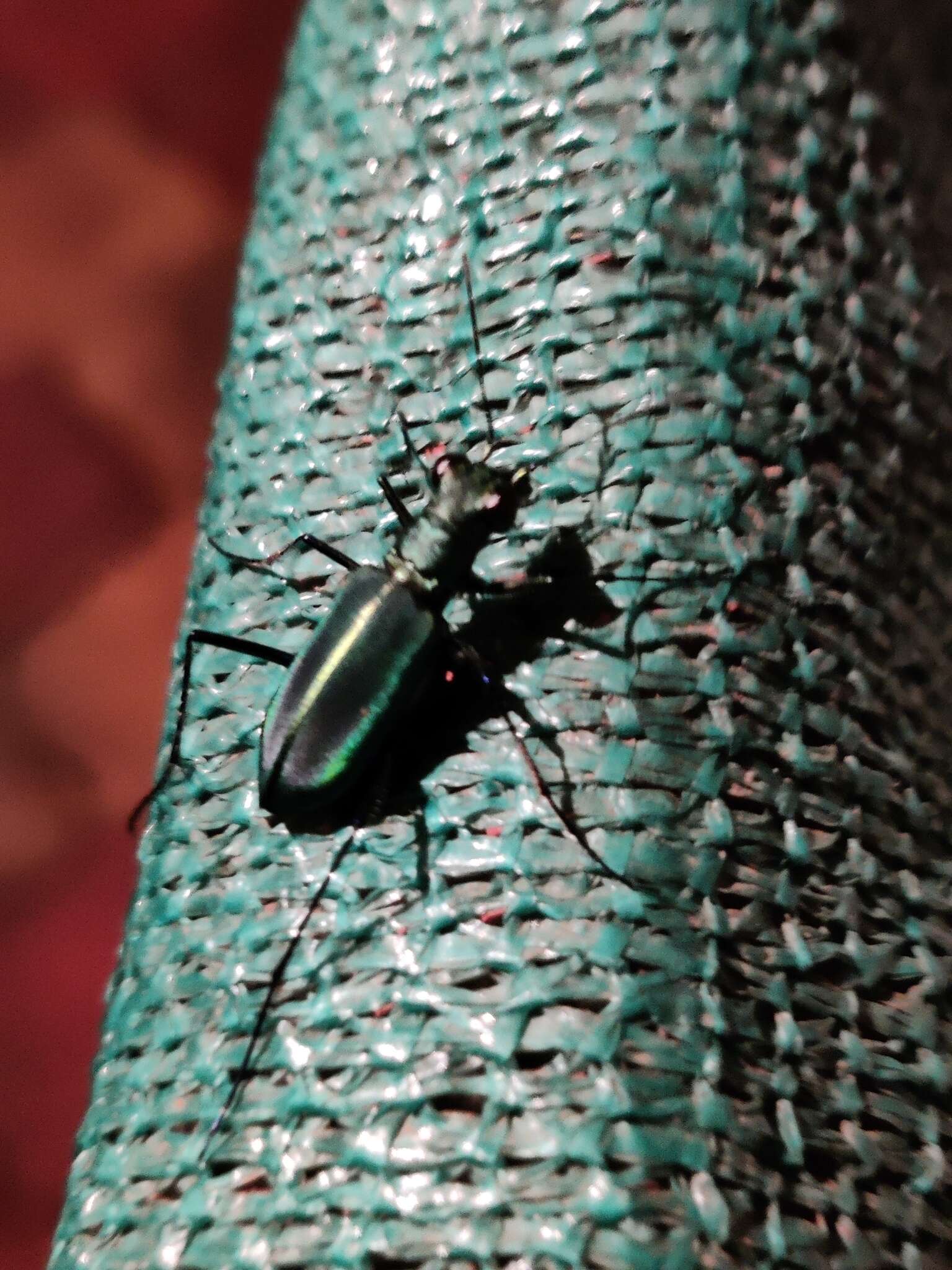 Image of Cicindela (Calochroa) whithillii (Hope 1838)