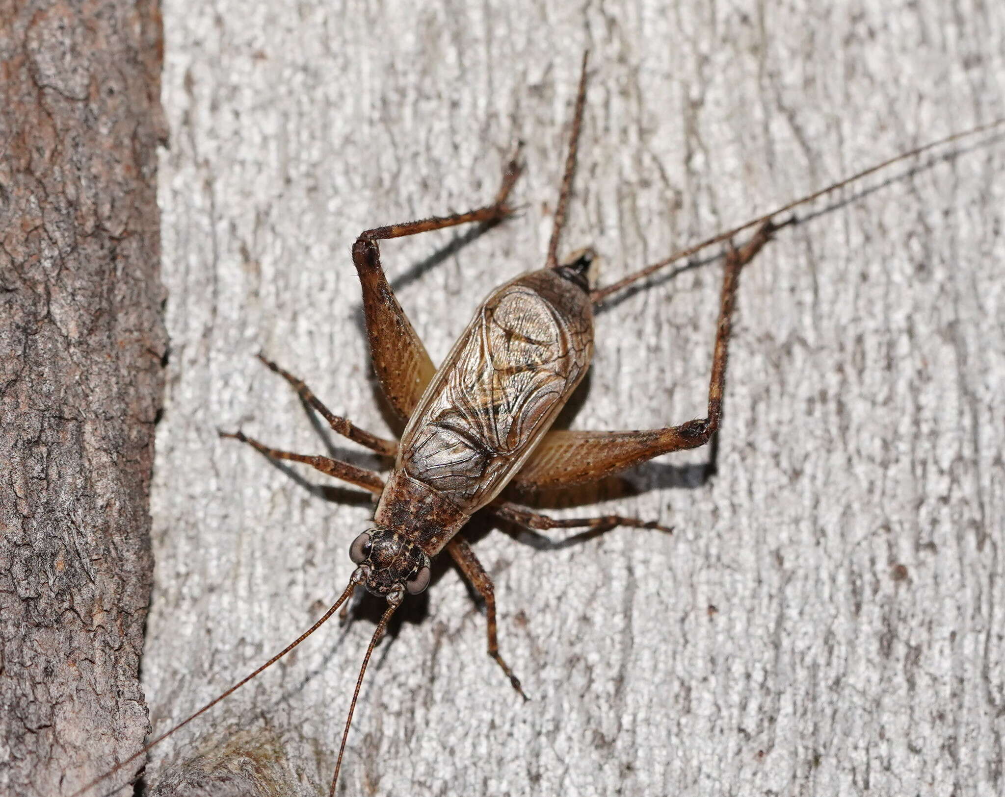 صورة Eurepa marginipennis (White & A. 1841)