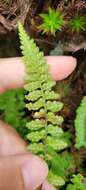 Image of Athyrium anisopterum Christ