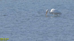 Image of Ardea alba alba Linnaeus 1758