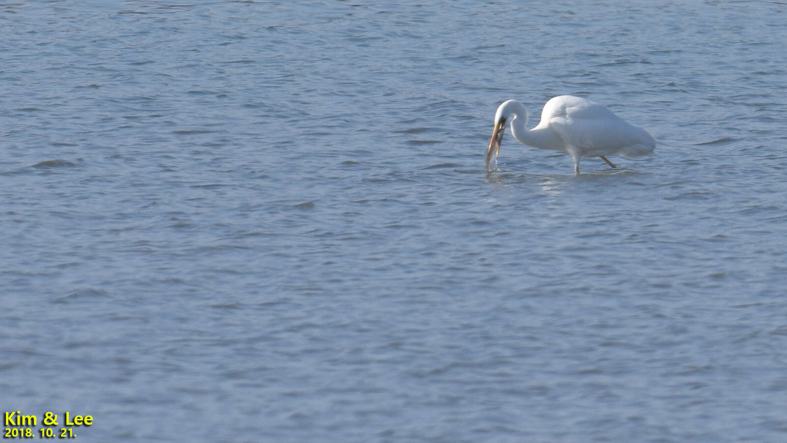 Image of Ardea alba alba Linnaeus 1758