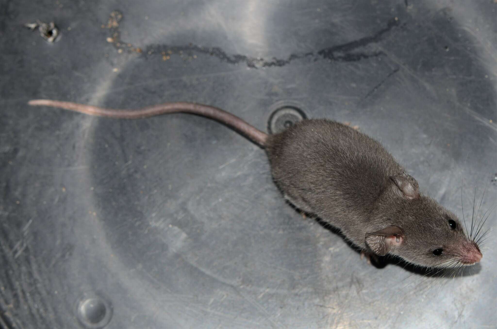 Image of long-tailed pouched rat