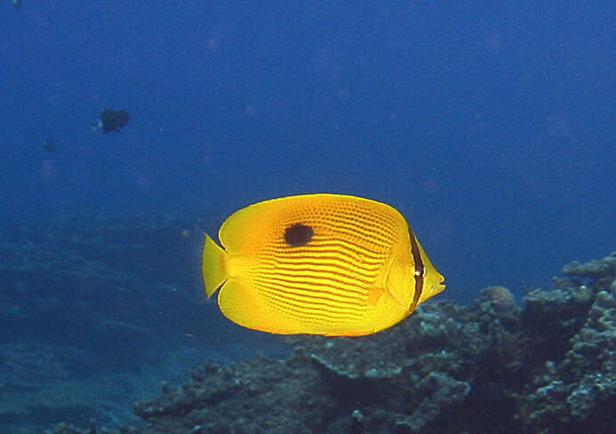 Imagem de Chaetodon zanzibarensis Playfair 1867