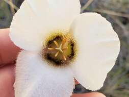 Image of Howell's mariposa lily