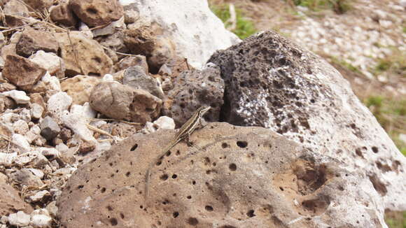 Image of Clarion Island Tree Lizard