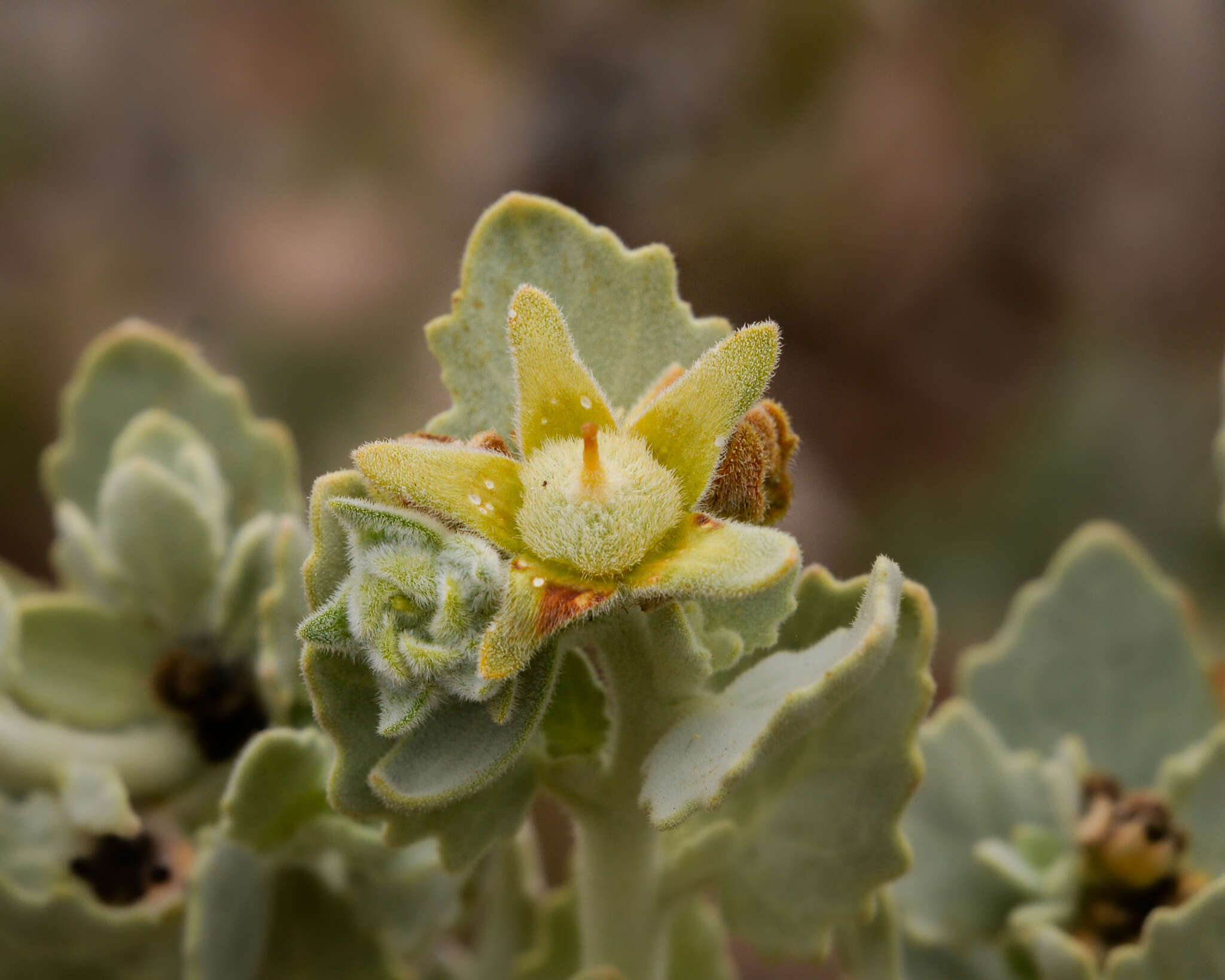 Image of Huidobria fruticosa Phil.