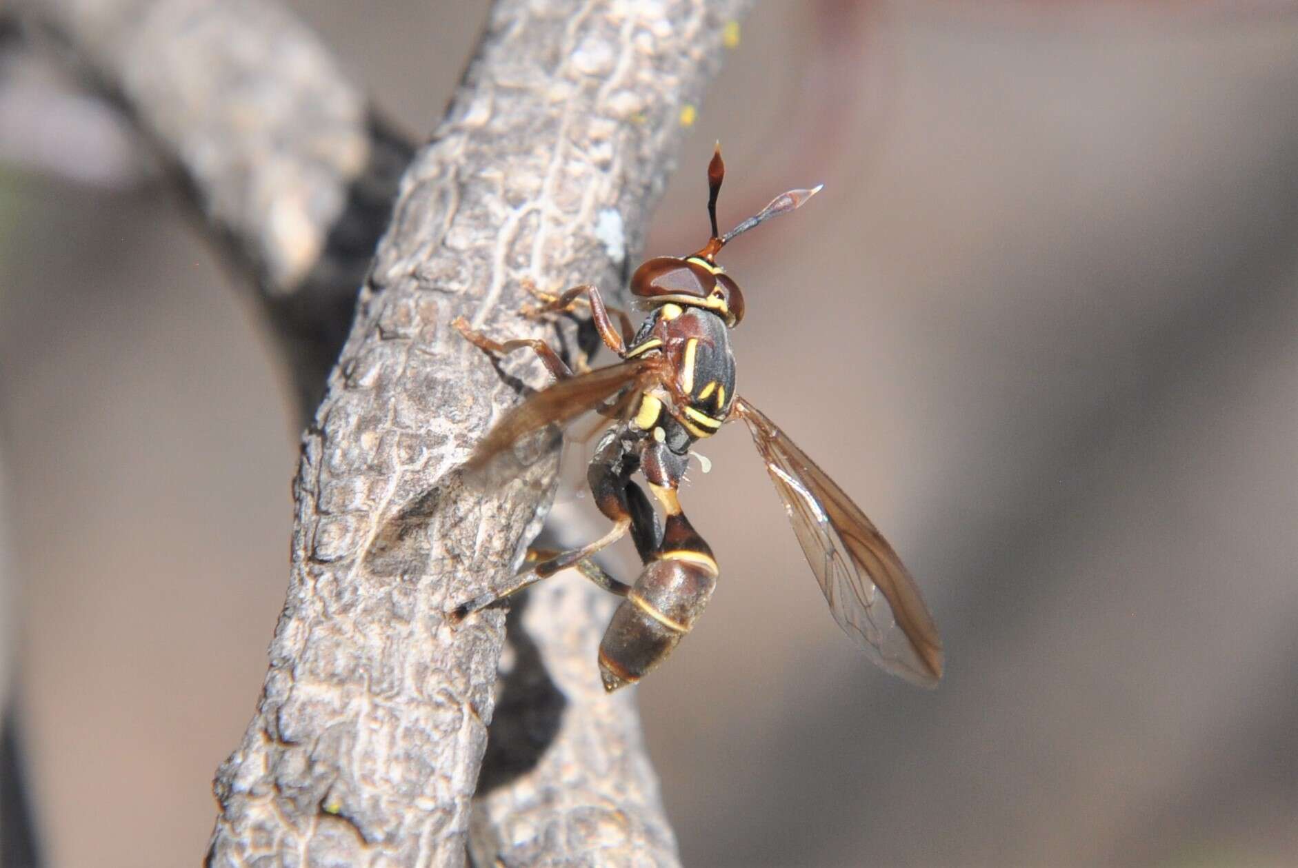 Image of Polybiomyia schnablei (Williston 1892)