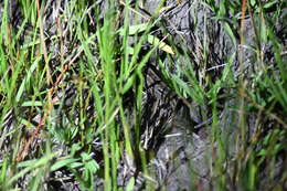 Image of Two-Striped Night Adder