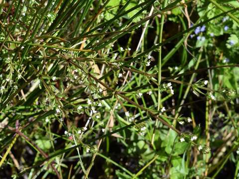 Image of threepetal bedstraw