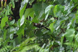 Image of Crested Jay