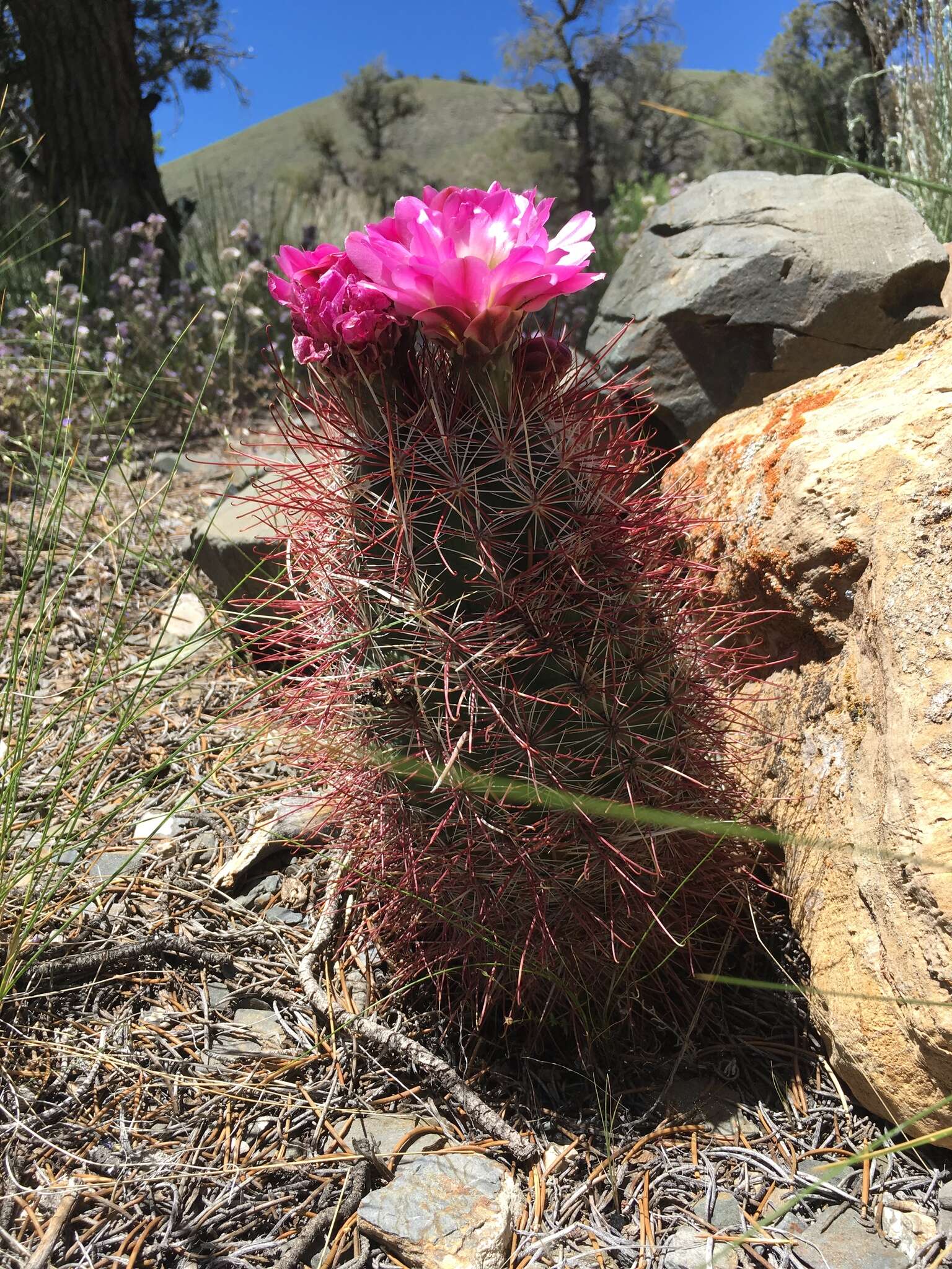 Image de Sclerocactus polyancistrus (Engelm. & J. M. Bigelow) Britton & Rose