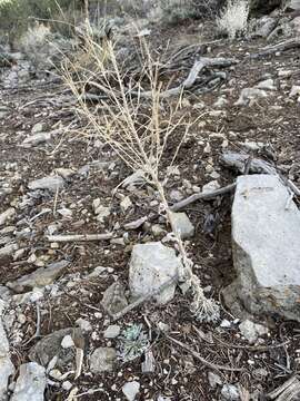 Image of Shockley's rockcress