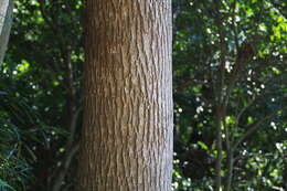 Image of Camphor laurel