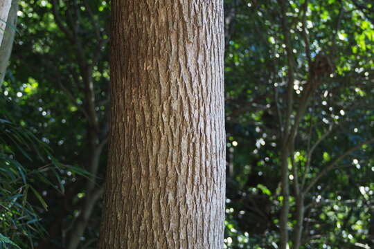 Image of Camphor laurel